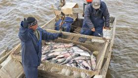 Российские рыбаки за год увеличили вылов рыбы и морепродуктов на 2%